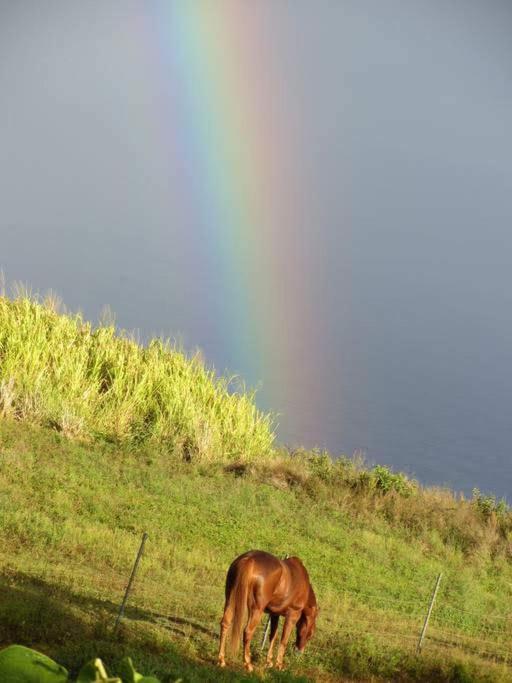 Waipio Studio Apartment Kukuihaele Bagian luar foto